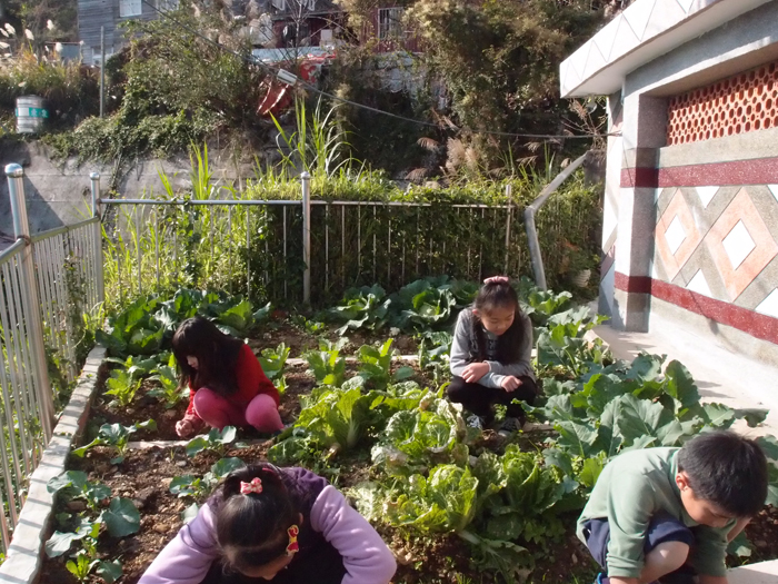 結合午餐營養教育，指導學生栽種蔬菜並利用廚餘、落葉製作堆肥