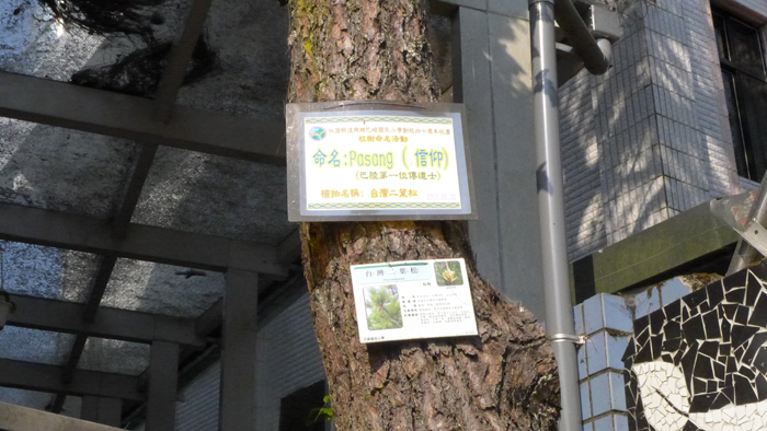 台灣二葉松Pasang