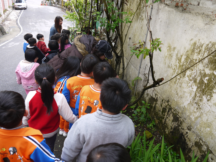 帶領學生找蕨類植物