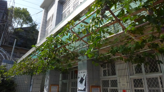 竹子搭建遮雨棚，並種植百香果